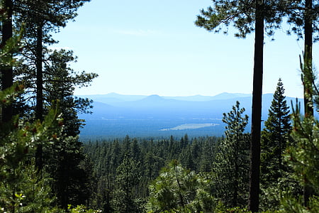 フォレスト, オレゴン州, 自然, 風景, 木, 旅行, グリーン