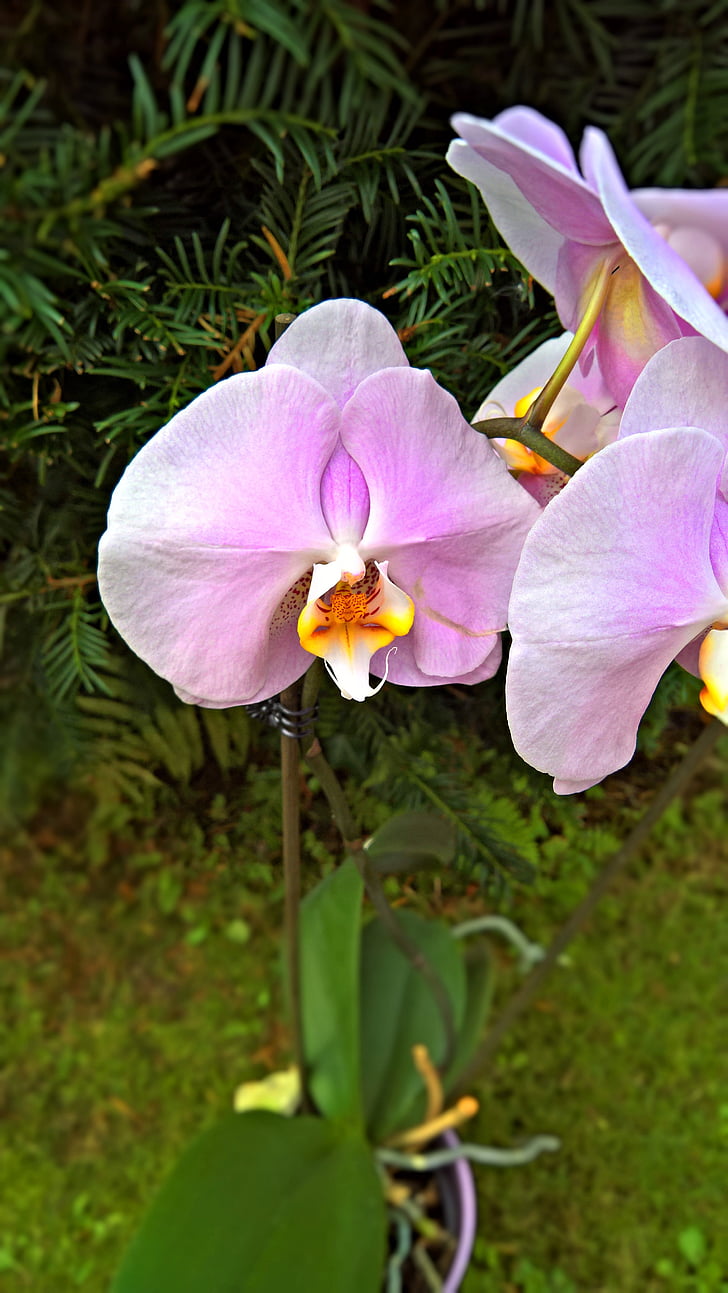 orchidėja, augalų, žiedų, žydėti, rožinė, geltona, oranžinė
