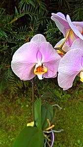 Orquídea, planta, flor, floración, rosa, amarillo, naranja