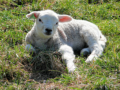 lamb, white, nature, animals, animal, countryside, pasture