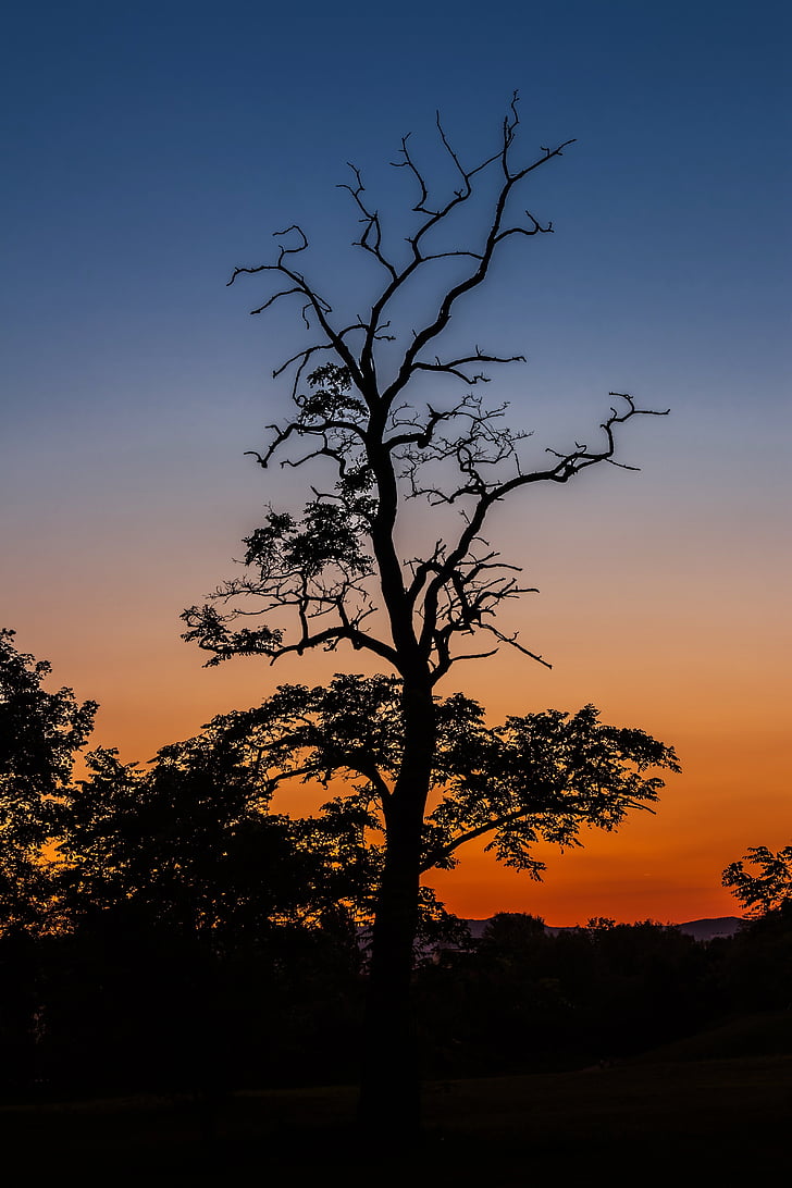 silhouette, tree, wood, In The Evening, Sunset, Light, Dusk