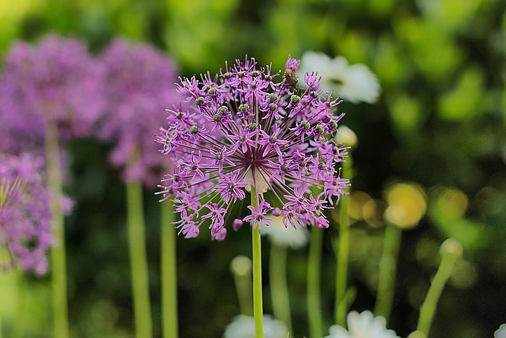 ornamental onion, purple, garden, allium, close, nature, plant
