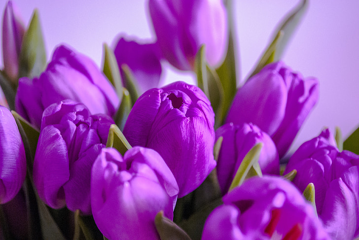 tulips, flowers, purple, violet, floral, nature, spring