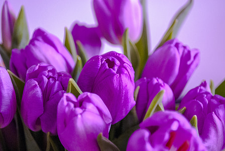 tulipány, květiny, fialová, fialová, květinové, Příroda, jaro
