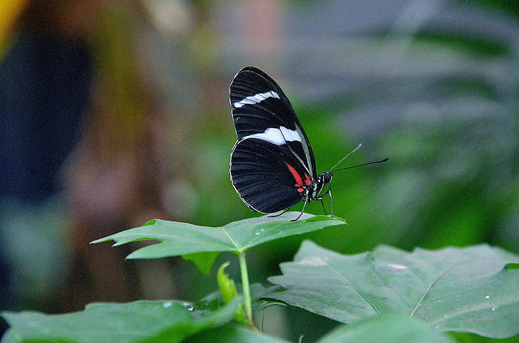 Papilio rumanzovia, fjäril, djur, insekt, elymnias hypermnestra, naturen, djur