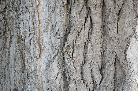 tree, bark, structure, wood, nature