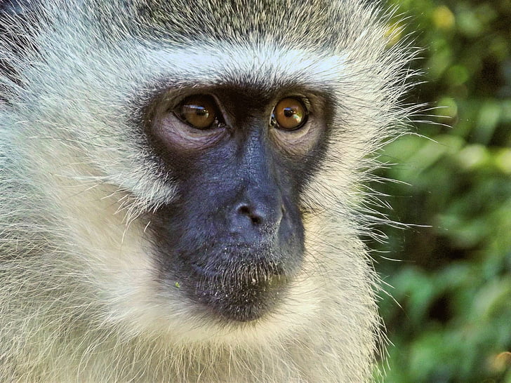 vervet, monkey, female, animal, hartbeespoort dam, south africa, close-up