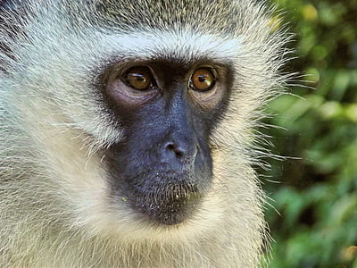 Vervet, maymun, Erkek, hayvan, Hartbeespoort Barajı, Güney Afrika, yakın çekim