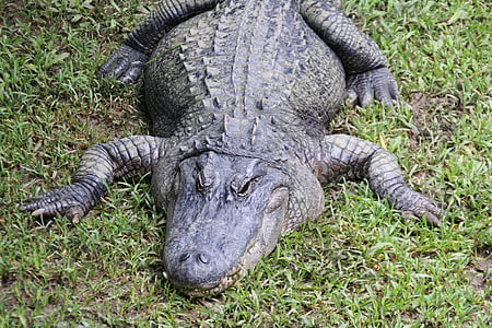 gradina zoologica, Australia, natura, animale, crocodil