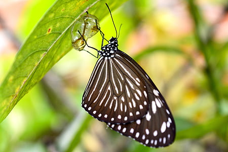 borboleta, Mariposa, inseto, casulo, natural, animal, Novo
