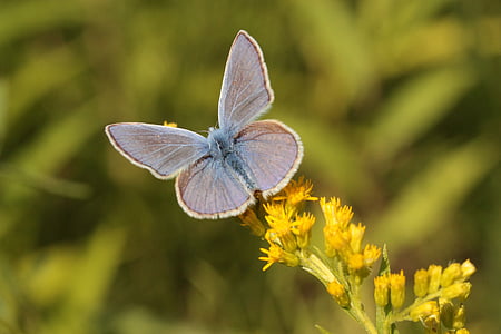 common blue, butterfly, insect, golden rod, summer, butterflies, blue