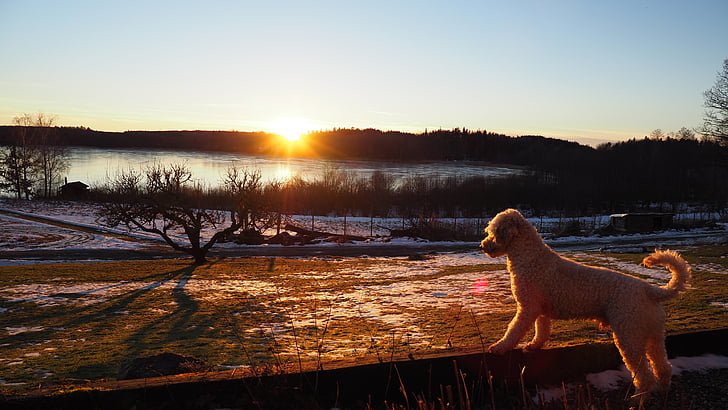 Caniche, puesta de sol, paisajes, perro, mascota, campo, noche