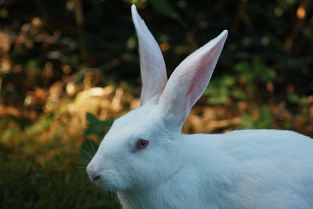 hare, white, rabbit, humane attitude, bio, ears big, rabbit - Animal