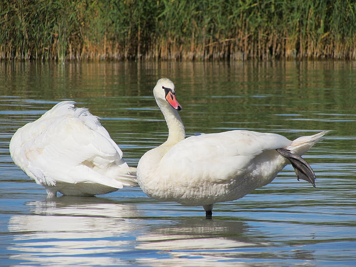 swans, birds, water, water bird, feather, white