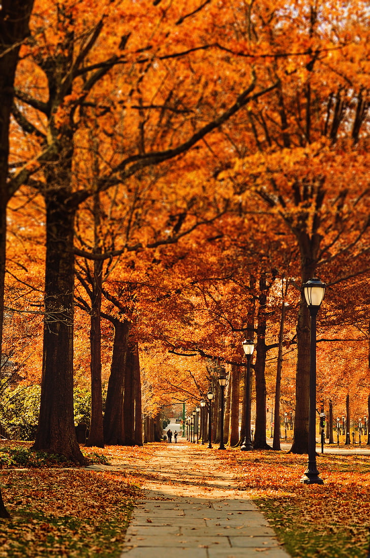 foto, musim gugur, musim, Street, jalur, daun, musim gugur
