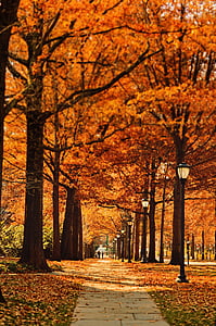 Фото, Осень, сезон, Улица, путь, лист, Осень