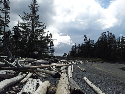 trees, wood, driftwood, nature, forest, sky, travel