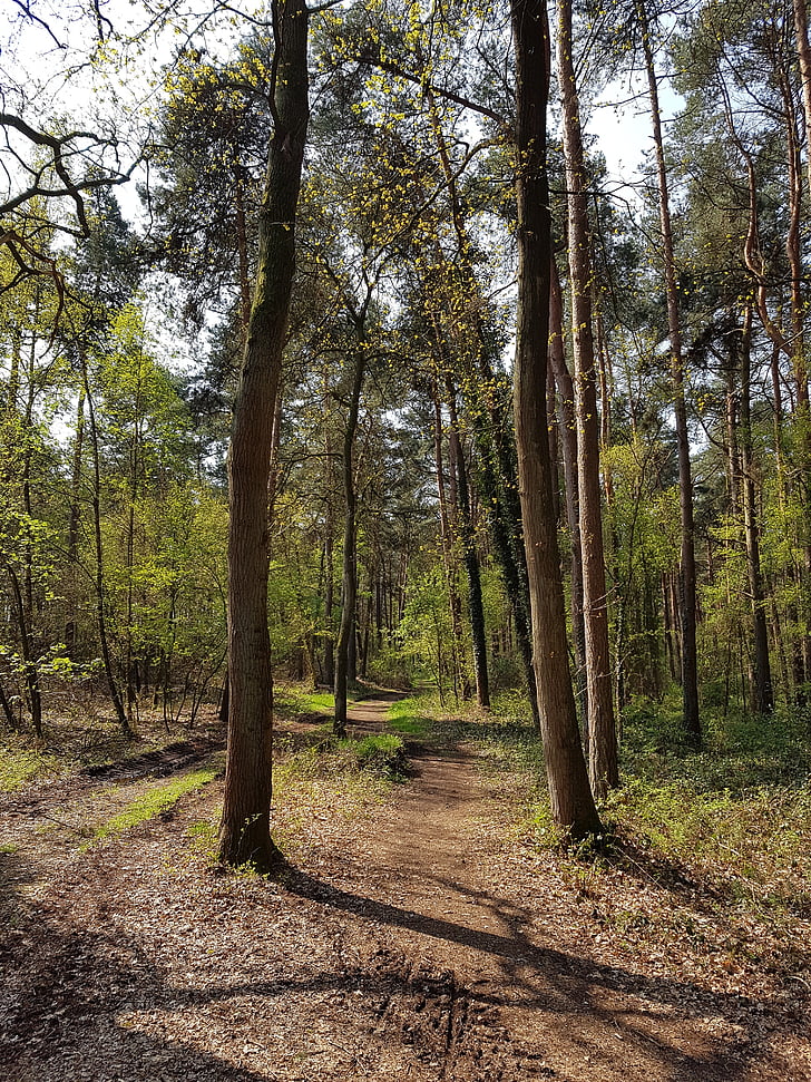 forest path, trees, forest, morgenstimmung
