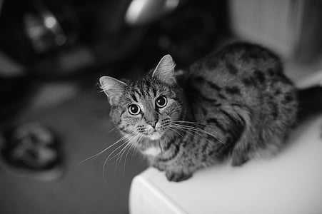 gatto femminile, Ritratto, gatto a strisce grigio, occhi di gatto, alunni, viso, animali domestici