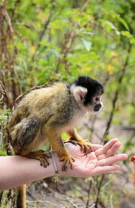 monkeys, squirrel monkey, apes, animal, wildlife, wild, zoology