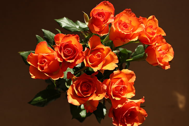 Hoa, Hoa hồng, màu da cam, chữa cháy, Thiên nhiên, bó hoa, Hoa