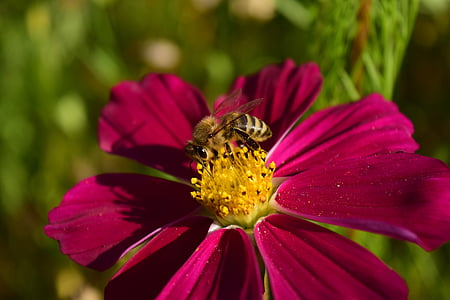 flor punxegut, abella, flor, flor, flor, natura, insecte