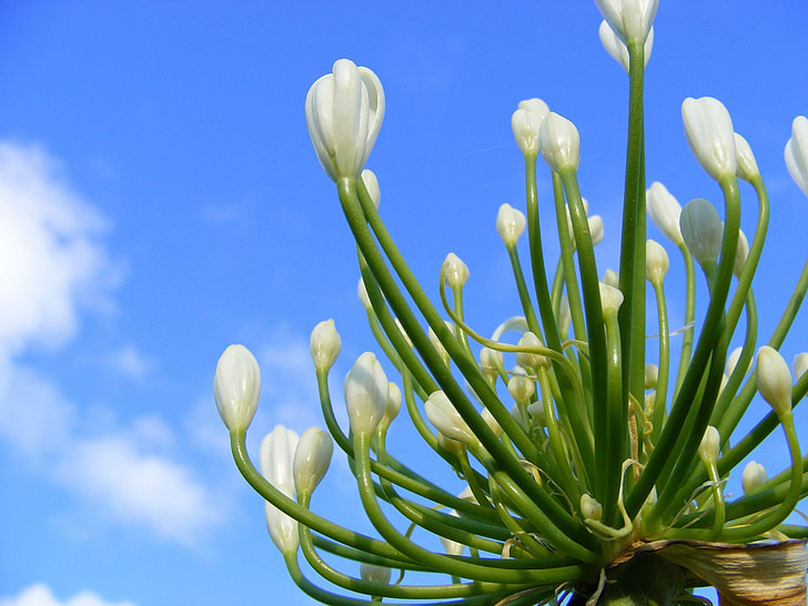 çiçek, Agapanthus çiçeği, Beyaz agapanthus çiçeği, Agapanthus, Beyaz, gökyüzü, mavi
