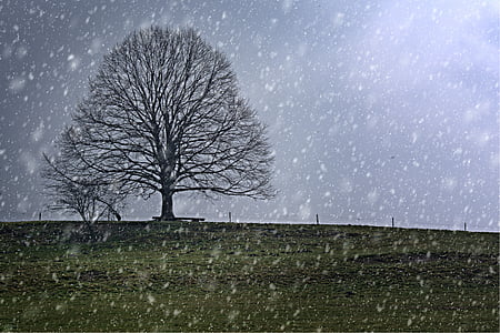 drzewo, indywidualnie, śnieg, zimowe, opady śniegu, chłodny, snowy
