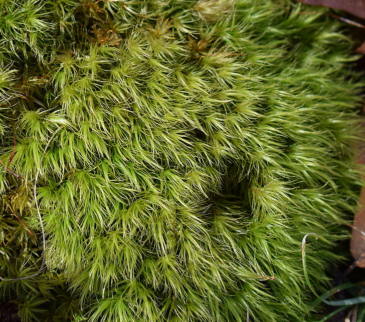 moss on forest floor, moss, plant, nature, outdoor, flora, ecology