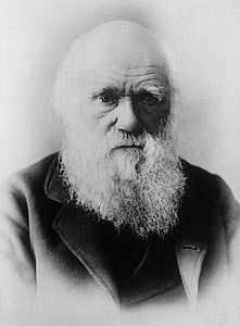 Charles darwin, forskere, evolusjonsteorien, evolusjon, svart-hvitt, mann, stående