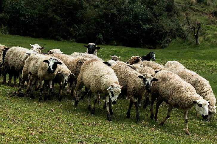 moutons, troupeau, bétail, animal, agneau, laine, nature