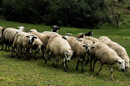 lambad, karja, karja, looma, lambaliha, vill, loodus