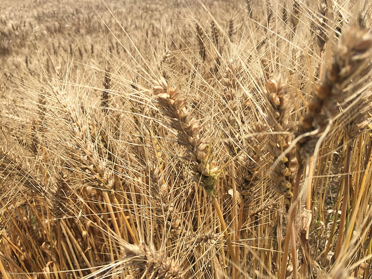 summer, wheat, hope