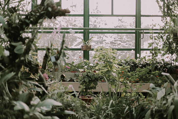 assorted, plants, flower, greenhouse, glasshouse, tree, day