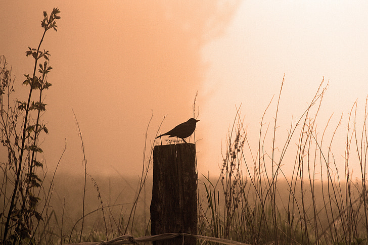 blackbird, morning, sunrise, fog, bird, tomorrow song, spring