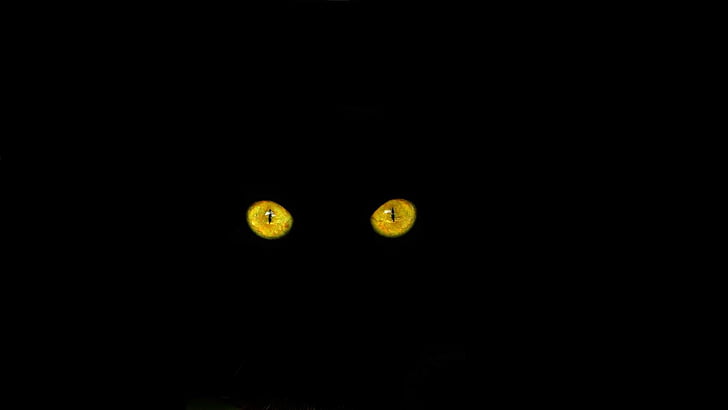 cat's eyes, black cat, cat, feline, moon, no people, night