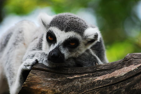 Lemur, sentado, jardim zoológico, Claro, jardim zoológico, animal, lémures