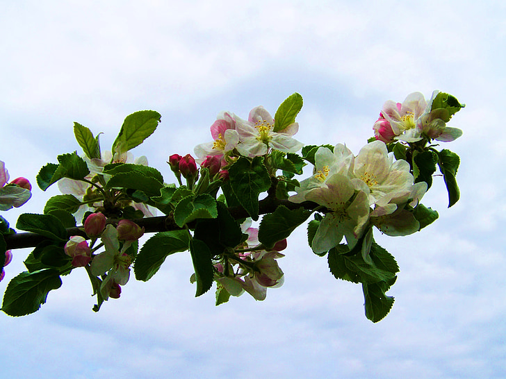 Blühender Apfelbaum, weiß-rosa Blume, Frühling