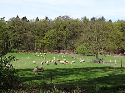 avių, ėriena, baltos avys, Gamta, žolės, pieva, žinduolis