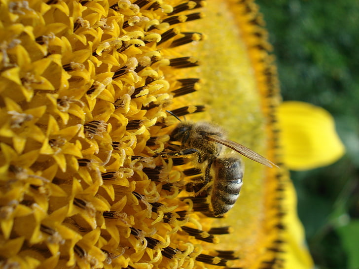 꿀벌, 자연, 꽃, 태양 꽃, 여 보, 곤충, 노란색