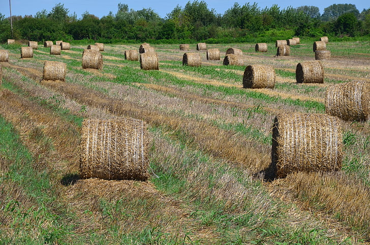 straw, bales, agriculture, hay bale, hay, straw straw bales, meadow field