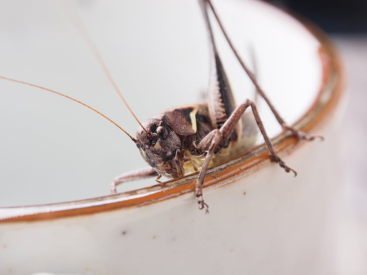 kobilica, insektov, makro, bug