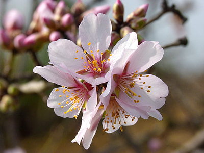 almond flower, almond tree in blossom, flowers, sprout, flowery
