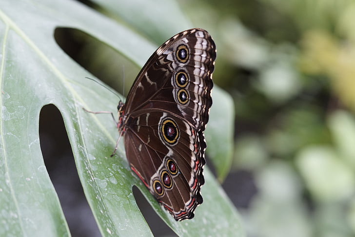 blauen morpho, Schmetterling, Regenwald, Morpho peleides, in der Nähe, Schmetterlingshaus, Zoo