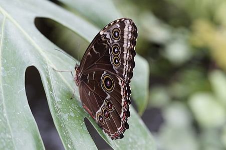 blå Polyphemus, sommerfugl, regnskogen, Morpho peleides, Lukk, butterfly hus, dyrehage
