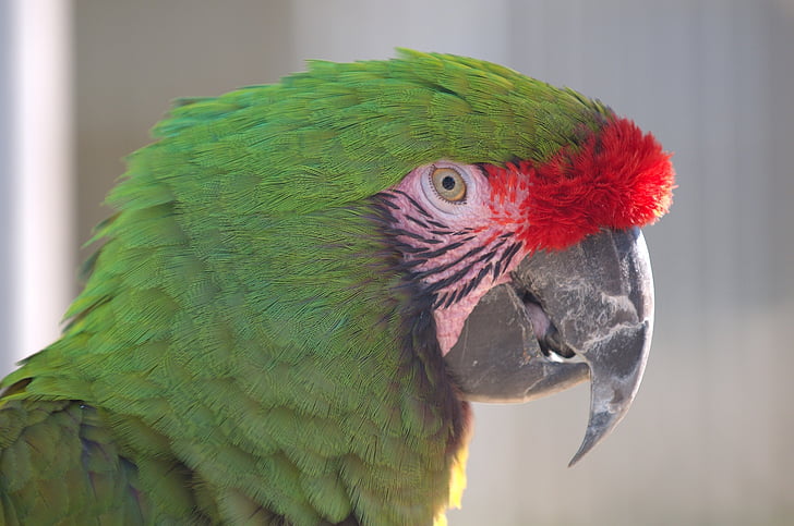 vojenské papagáj, vedúci, tvár, zobák, oko, farebné, exotické