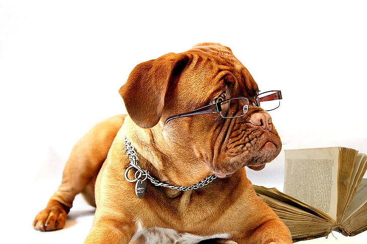 Tan, Bulldog, marrone, con cornice, occhiali da vista, al lato di, aperto