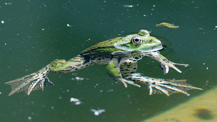 frog, amphibians, watch, swim, nature