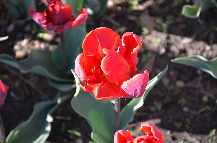 tulipanes, Holanda, Michigan, flores, jardín, colorido, rojo