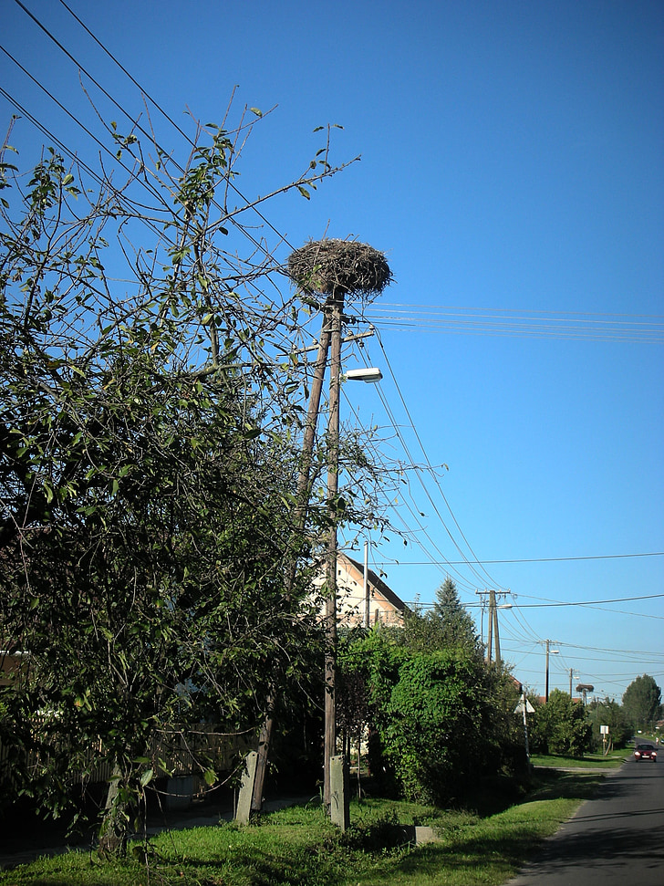 stork, stork nest, nest, countryside, road